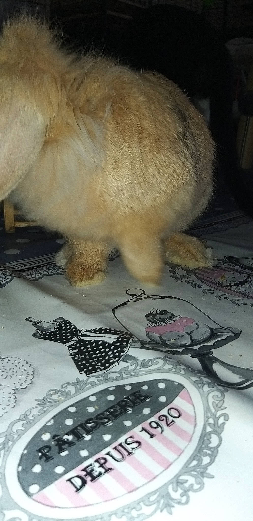 Pryska participe au concours pour gagner de l'argent avec cette photo : canidae, fawn, paw, shih_tzu