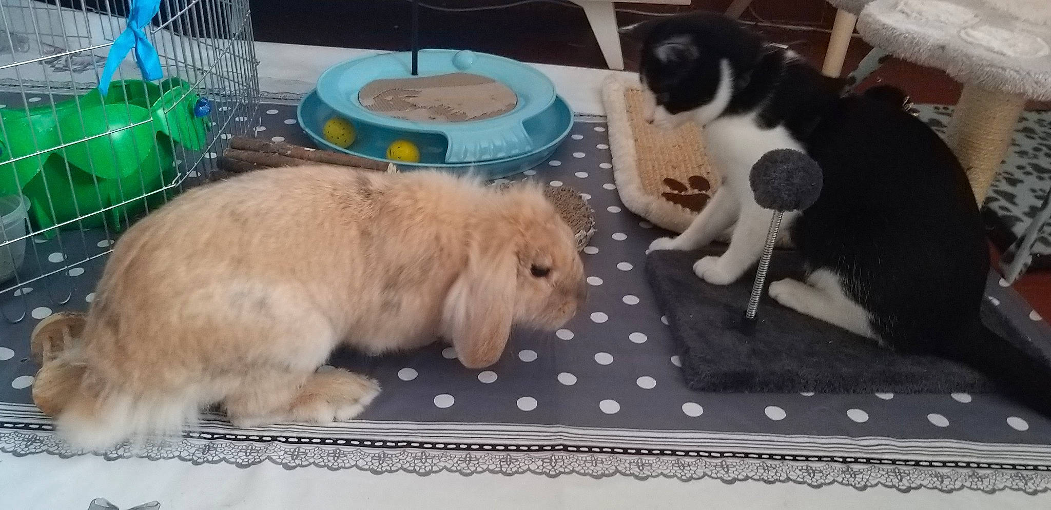 Pryska a rejoint le concours — aidez-le/la à gagner de superbes lots ! angora_rabbit, canidae, carnivore, cat, domestic_rabbit, fawn, felidae, mammal, puppy, rabbit, rabbits_and_hares