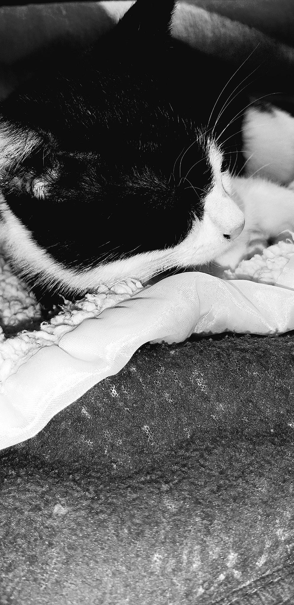 Zazou participe au concours pour gagner de l'argent avec cette photo : black, black_and_white, carnivore, cat, eye, felidae, fur, kitten, leg, monochrome, monochrome_photography, nap, paw, photography, polydactyl_cat, sleep, small_to_medium_sized_cats, tail, whiskers, white