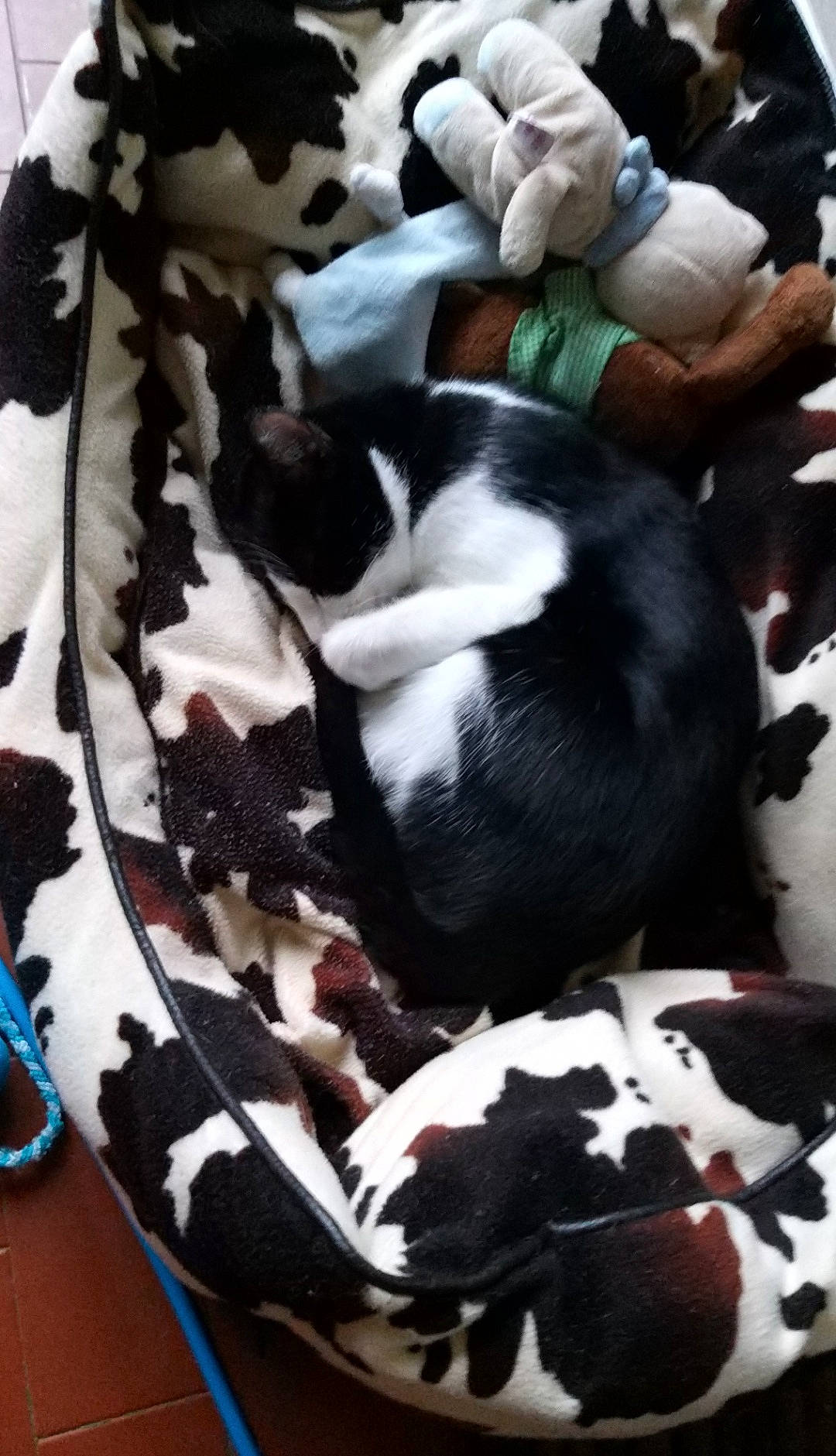 Zazou participe au concours pour gagner de l'argent avec cette photo : black_and_white, canidae, non_sporting_group, sporting_group