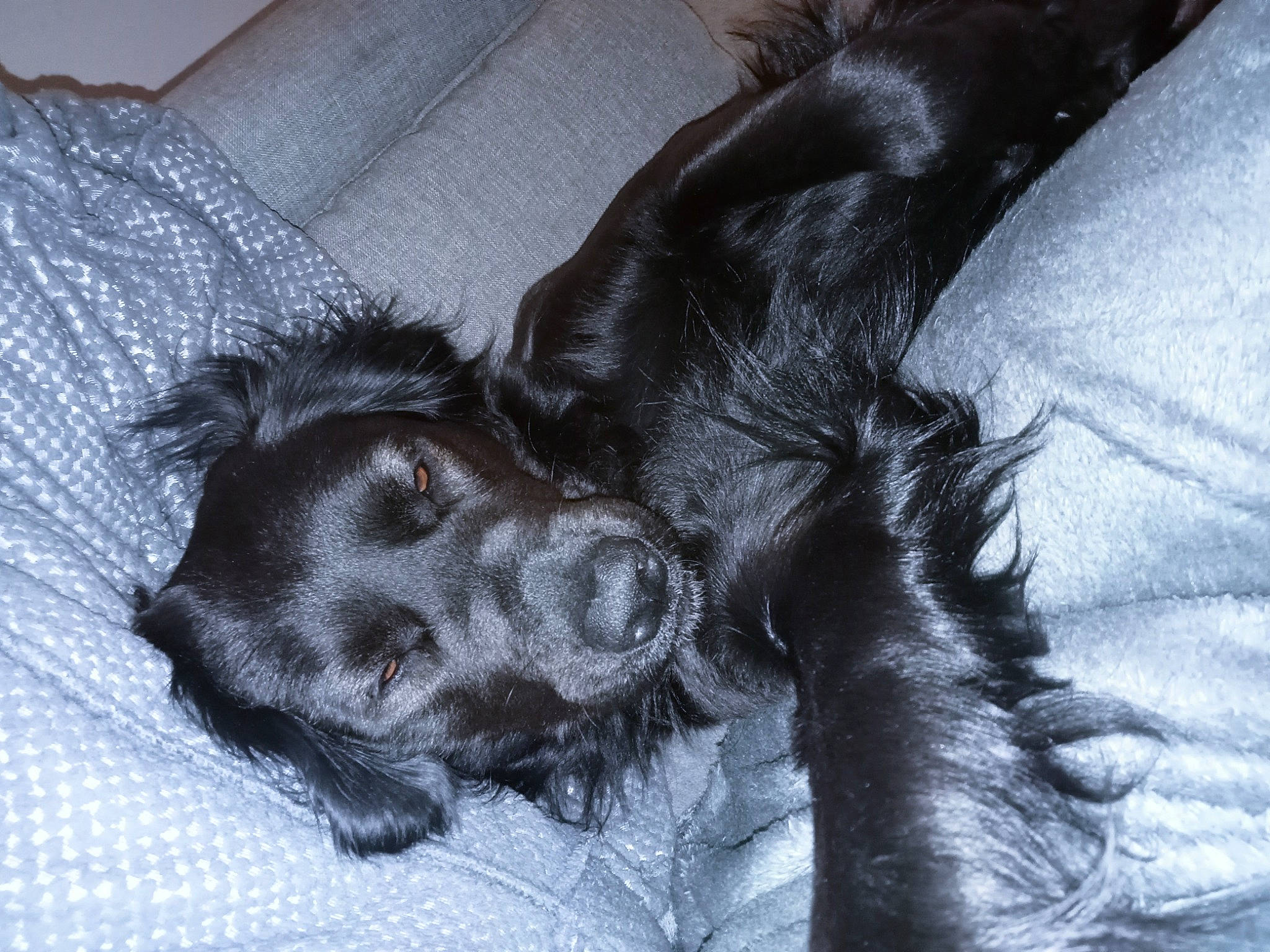 Ruby participe au concours pour gagner de l'argent avec cette photo : canidae, carnivore, claw, comfort, companion_dog, dog, dog_breed, fur, liver, mammal, paw, snout, sporting_group, terrestrial_animal, working_animal