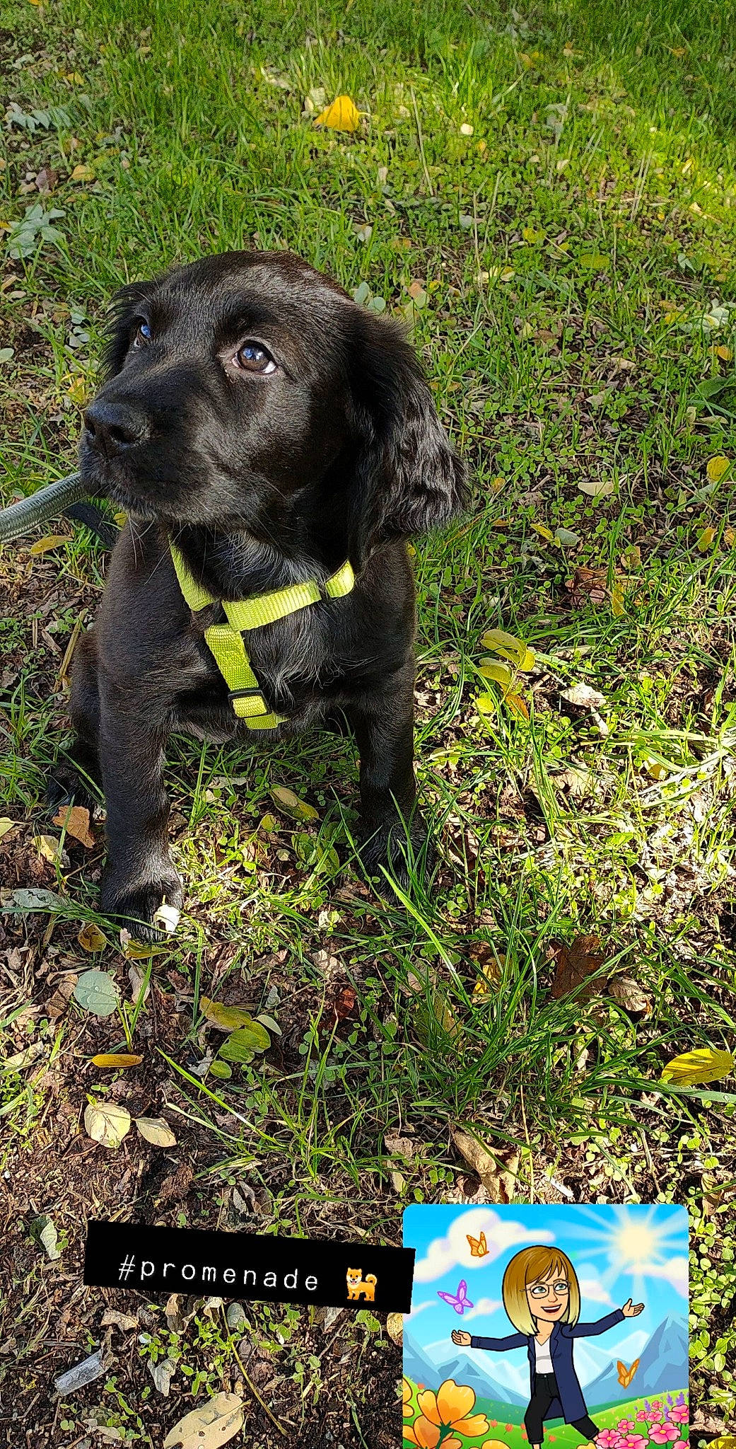 Ruby participe au concours pour gagner de l'argent avec cette photo : beagador, boykin_spaniel, canidae, carnivore, cocker_spaniel, companion_dog, dog, dog_breed, german_spaniel, hunting_dog, labrador_retriever, mammal, patterdale_terrier, puppy, rare_breed_dog, retriever, spaniel, sporting_group
