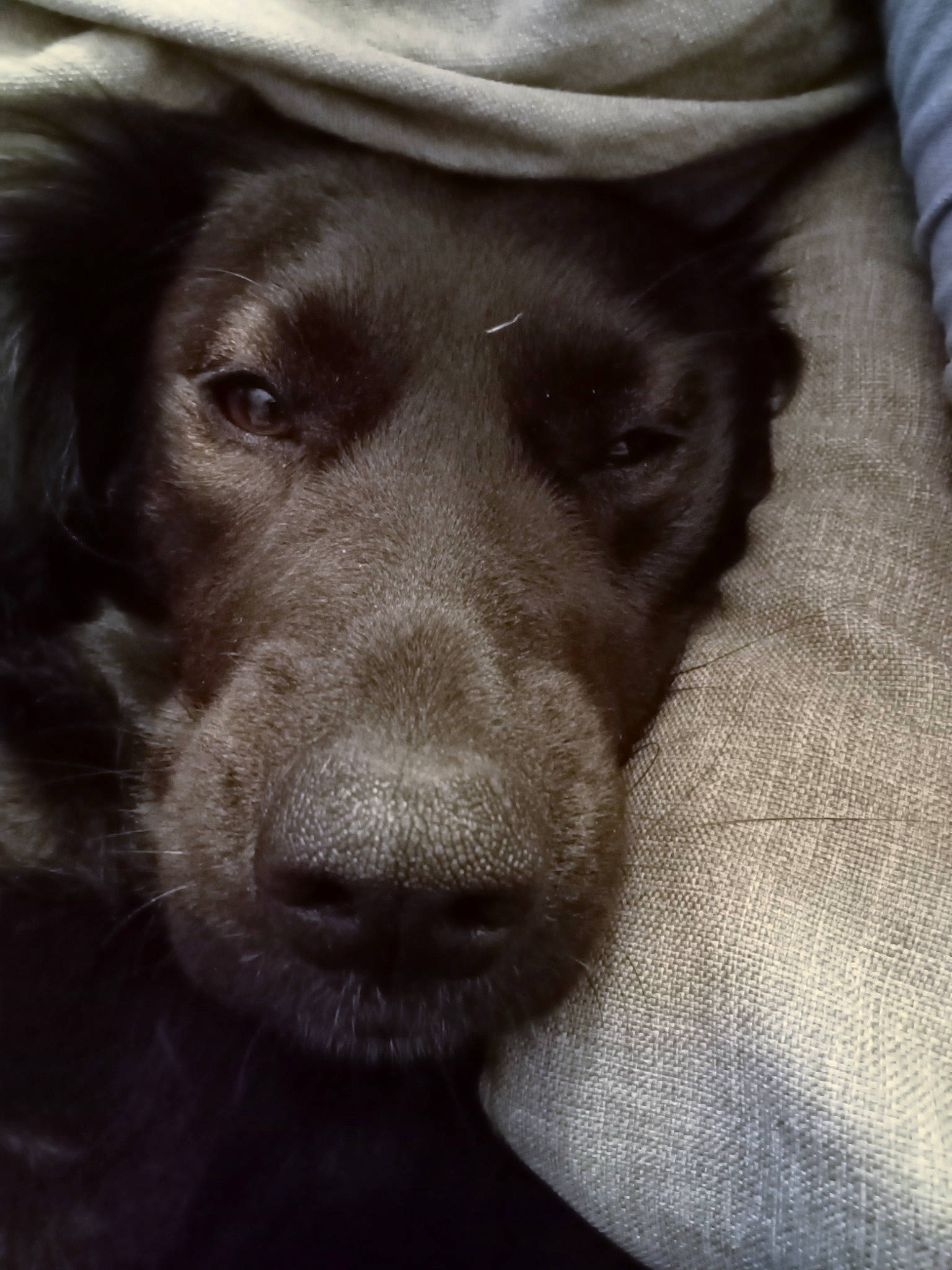 Ruby a rejoint le concours — aidez-le/la à gagner de superbes lots ! borador, canidae, carnivore, comfort, companion_dog, dog, dog_breed, ear, eye, fur, gun_dog, hat, labrador_retriever, liver, monochrome_photography, retriever, snout, sporting_group, whiskers, working_animal