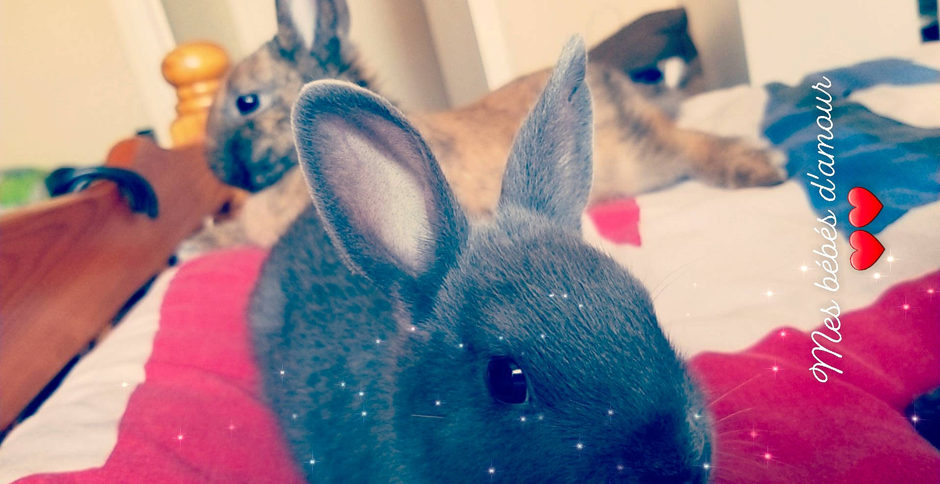 Nala participe au concours pour gagner de l'argent avec cette photo : blue, domestic_rabbit, ear, easter, easter_bunny, fawn, hare, holiday, rabbit, rabbits_and_hares, skin, snout, whiskers, wood_rabbit