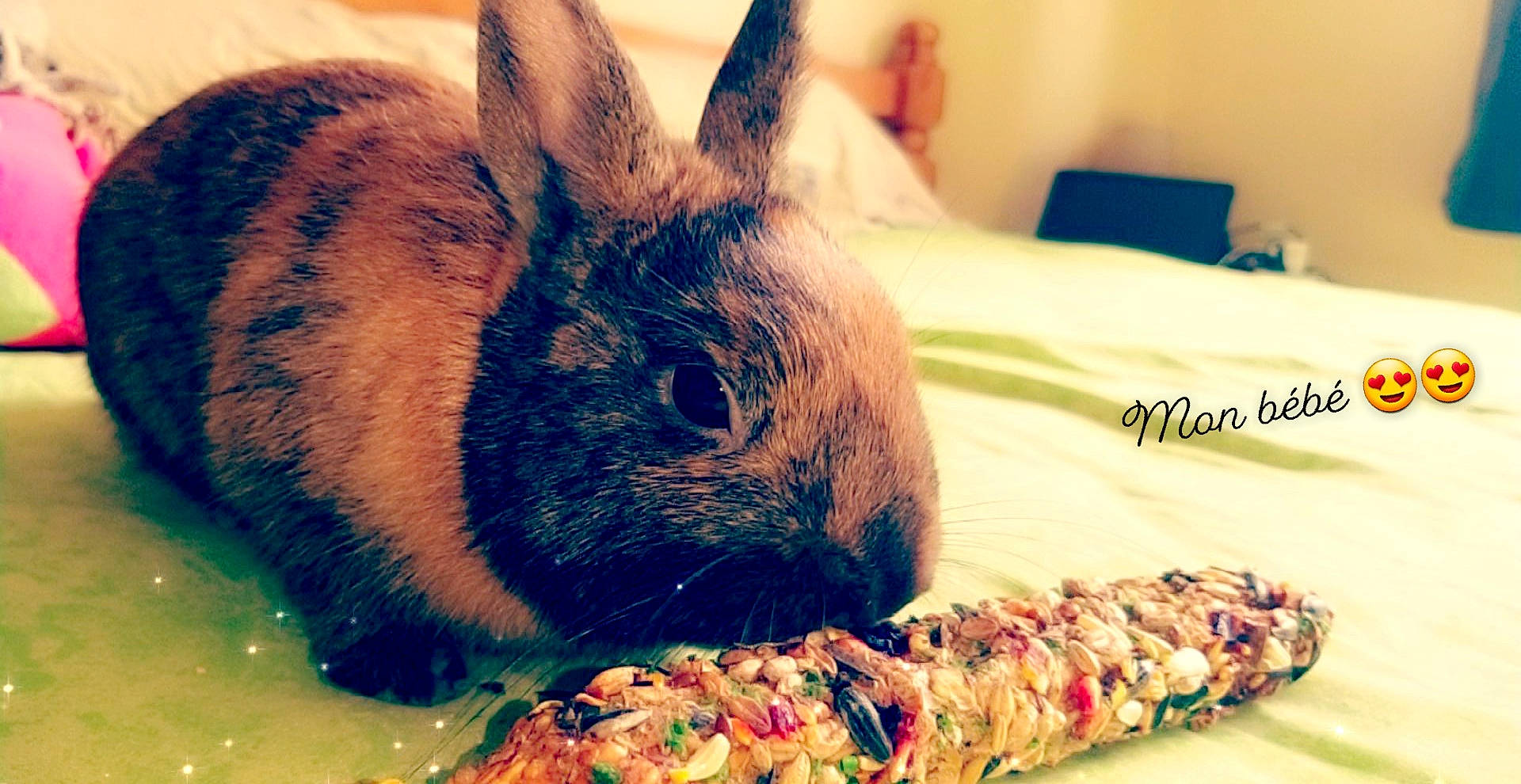 Disney participe au concours pour gagner de l'argent avec cette photo : domestic_rabbit, rabbit, rabbits_and_hares, whiskers