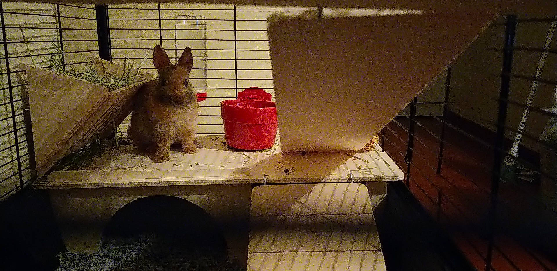 Disney participe au concours pour gagner de l'argent avec cette photo : cat, degu, felidae, kitten, pet_supply, small_to_medium_sized_cats, table, turkish_van, whiskers