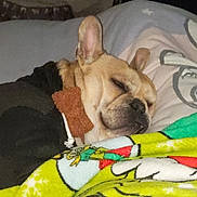 Oogie is registered to the contest to win money with this photo: animal, bedroom, blanket, canine, comfort, cozy, cute, dog, domestic, ears, fleece, fur, indoor, pet, pillow, relaxation, resting, sleeping, snout, warm