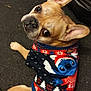 Oogie is registered to the contest to win money with this photo: adorable, animal, black, brown, carpet, cartoon, christmas, clothing, companion, cute, dog, ears, french_bulldog, holiday, indoor, looking_up, pet, sitting, stitch, sweater