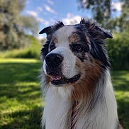 Loustik a rejoint le concours — aidez-le/la à gagner de superbes lots ! accessories, animal, canine, cockerspaniel, collie, dog, eskimodog, field, grass, grassland, hound, husky, lawn, leash, papillon, pet, plant, puppy, strap, terrier