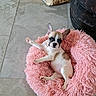 puppy, dog, french_bulldog, pet, pink_bed, fluffy_bed, floor, tile_floor, barrel, paper_bag, cute, relaxed, indoor, animal, small_dog, adorable, laying_down, raised_paw, curious, cozy