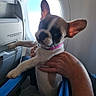 dog, puppy, airplane, window, hand, collar, pet, indoor, travel, seat, furry, animal, cute, small_dog, ears, light, person, holding, blur, cabin