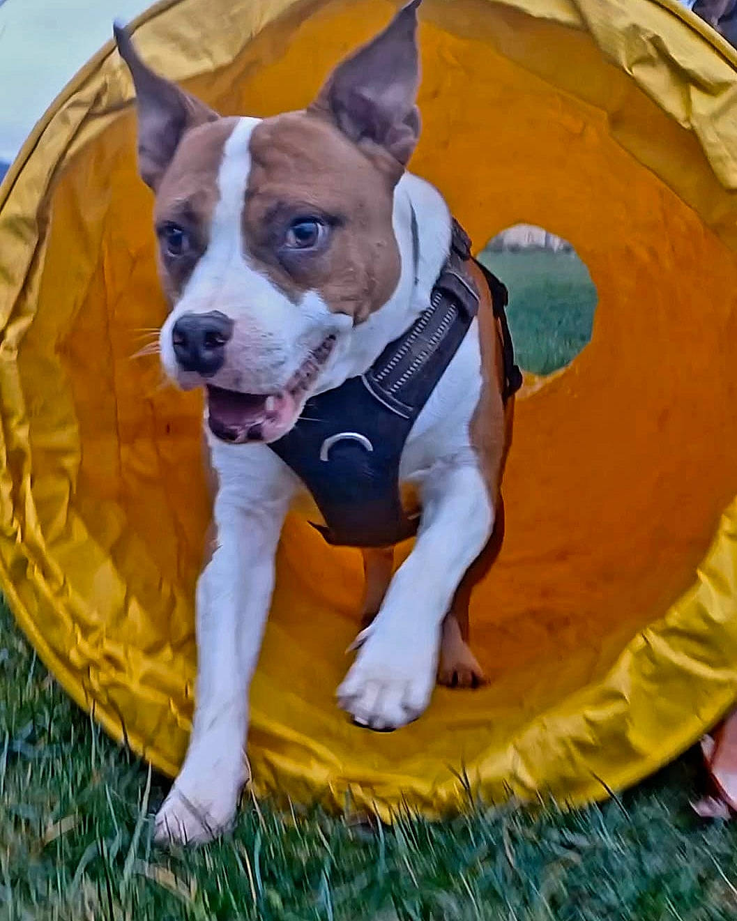 Pako a rejoint le concours — aidez-le/la à gagner de superbes lots ! ancient_dog_breeds, canidae, carnivore, collar, companion_dog, dog, dog_bed, dog_breed, dog_clothes, dog_supply, fawn, grass, hound, non_sporting_group, paw, pet_supply, snout, sporting_group, terrier, working_animal