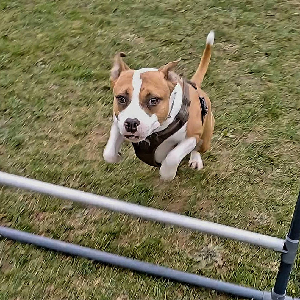 Pako a rejoint le concours — aidez-le/la à gagner de superbes lots ! ball, canidae, carnivore, collar, companion_dog, dog, dog_breed, dog_collar, dog_supply, fawn, fence, grass, hound, non_sporting_group, pet_supply, snout, sporting_group, tail, working_animal, working_dog