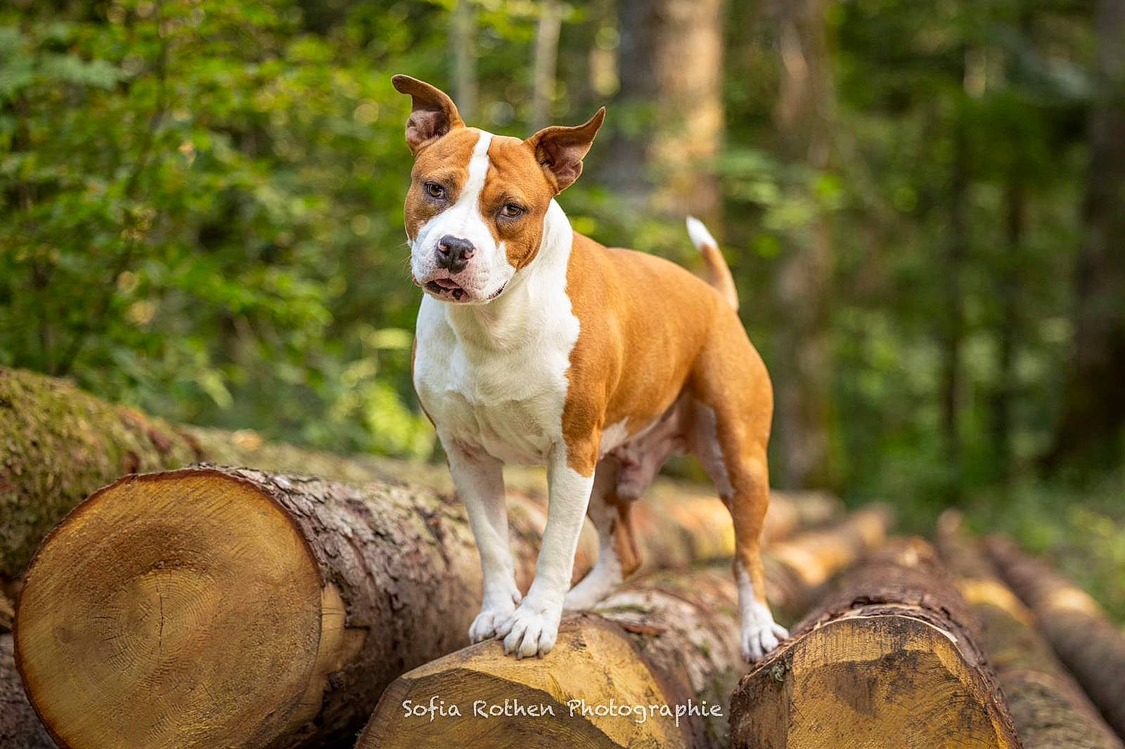 Pako participe au concours pour gagner de l'argent avec cette photo : canidae, carnivore, companion_dog, dog, dog_breed, dog_sports, fawn, forest, grass, hound, snout, sporting_group, tail, terrestrial_animal, terrier, tree, trunk, wildlife, wood, working_animal