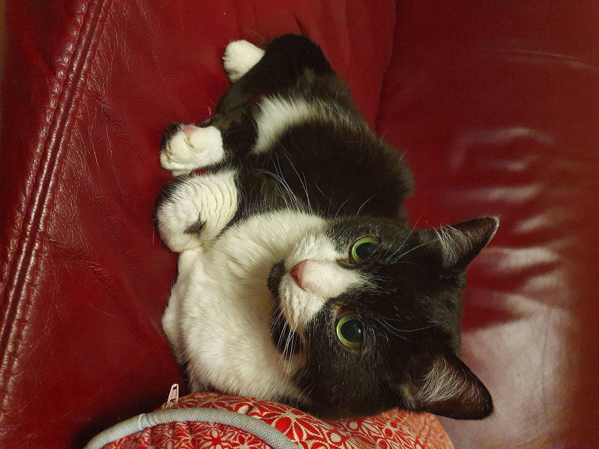 Mimi participe au concours pour gagner de l'argent avec cette photo : carmine, carnivore, cat, cat_supply, claw, comfort, domestic_short_haired_cat, felidae, fur, paw, small_to_medium_sized_cats, tail, whiskers