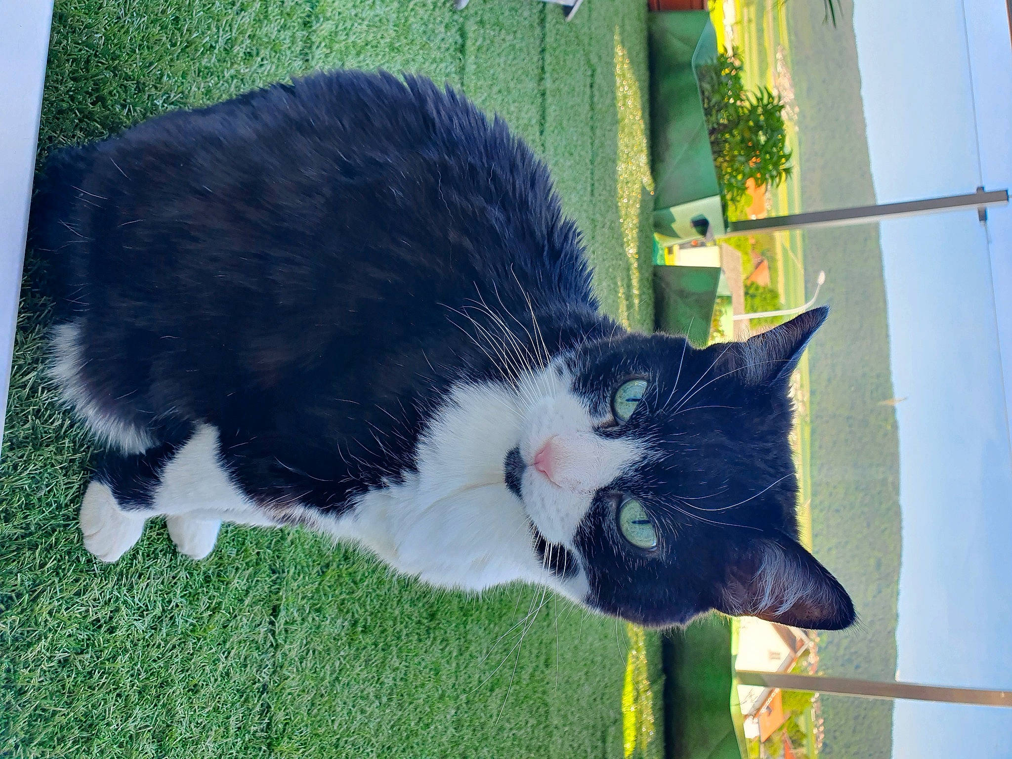 Mimi a rejoint le concours — aidez-le/la à gagner de superbes lots ! annual_plant, art, black_cat, carnivore, cat, domestic_short_haired_cat, felidae, fur, grass, plant, small_to_medium_sized_cats, snout, tail, terrestrial_animal, tree, whiskers, window