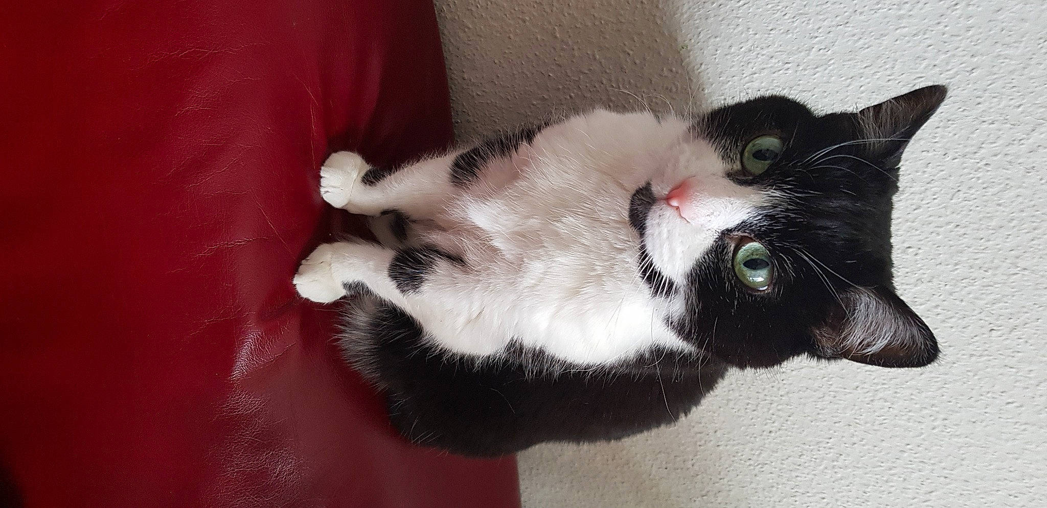 Mimi participe au concours pour gagner de l'argent avec cette photo : carnivore, cat, claw, domestic_short_haired_cat, fang, felidae, fur, paw, small_to_medium_sized_cats, snout, tail, whiskers