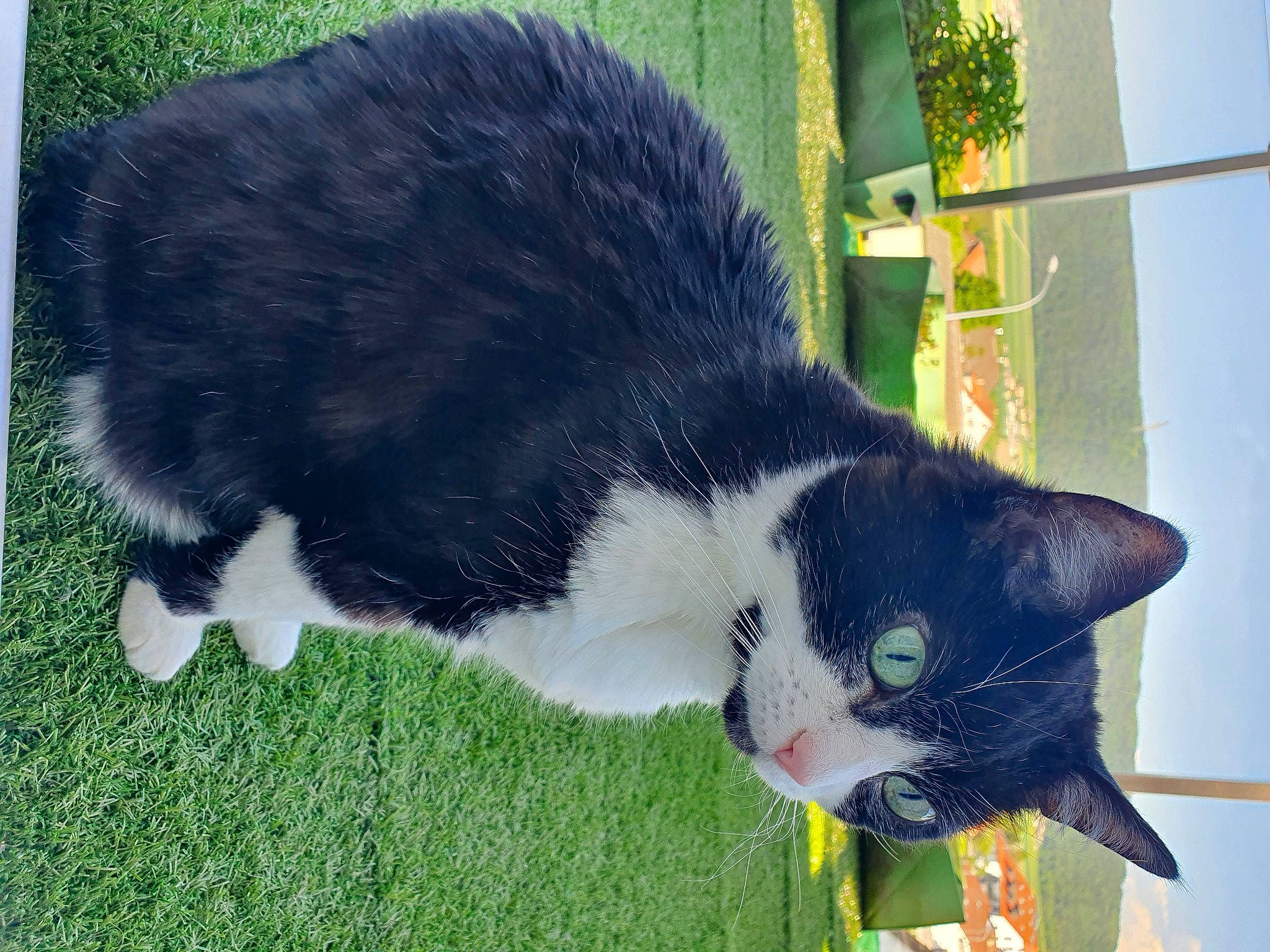 Mimi a rejoint le concours — aidez-le/la à gagner de superbes lots ! art, black_cat, carnivore, cat, domestic_short_haired_cat, felidae, fur, grass, mammal, plant, small_to_medium_sized_cats, snout, tail, terrestrial_animal, tree, whiskers, window