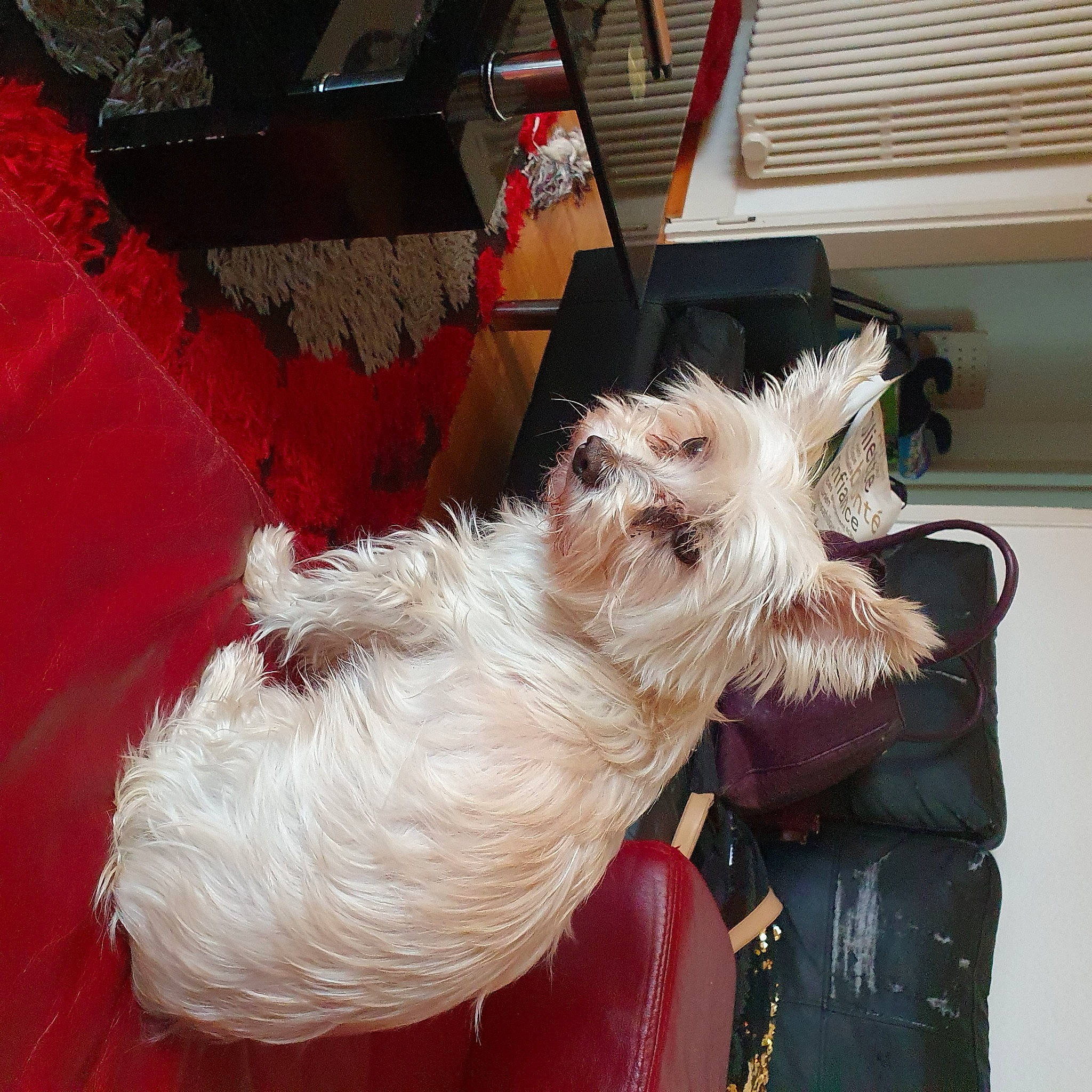 Boy participe au concours pour gagner de l'argent avec cette photo : canidae, carnivore, collar, companion_dog, dog, dog_breed, dog_supply, ear, fawn, fur, liver, schnauzer, small_terrier, small_to_medium_sized_cats, snout, sporting_group, terrier, toy_dog, window_blind, working_animal