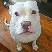 Chaos is registered to the contest to win money with this photo: dog, white_dog, pet, indoors, wooden_floor, close_up, looking_up, canine, animal, floor, domestic_animal, ears, nose, tail, paw, household, background, tool, expression, portrait