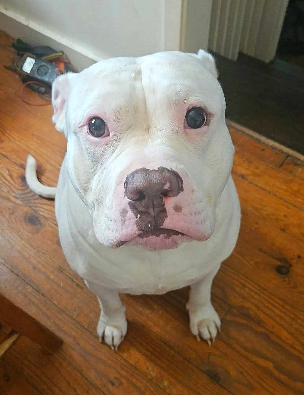 Chaos is registered to the contest to win money with this photo: dog, white_dog, pet, indoors, wooden_floor, close_up, looking_up, canine, animal, floor, domestic_animal, ears, nose, tail, paw, household, background, tool, expression, portrait