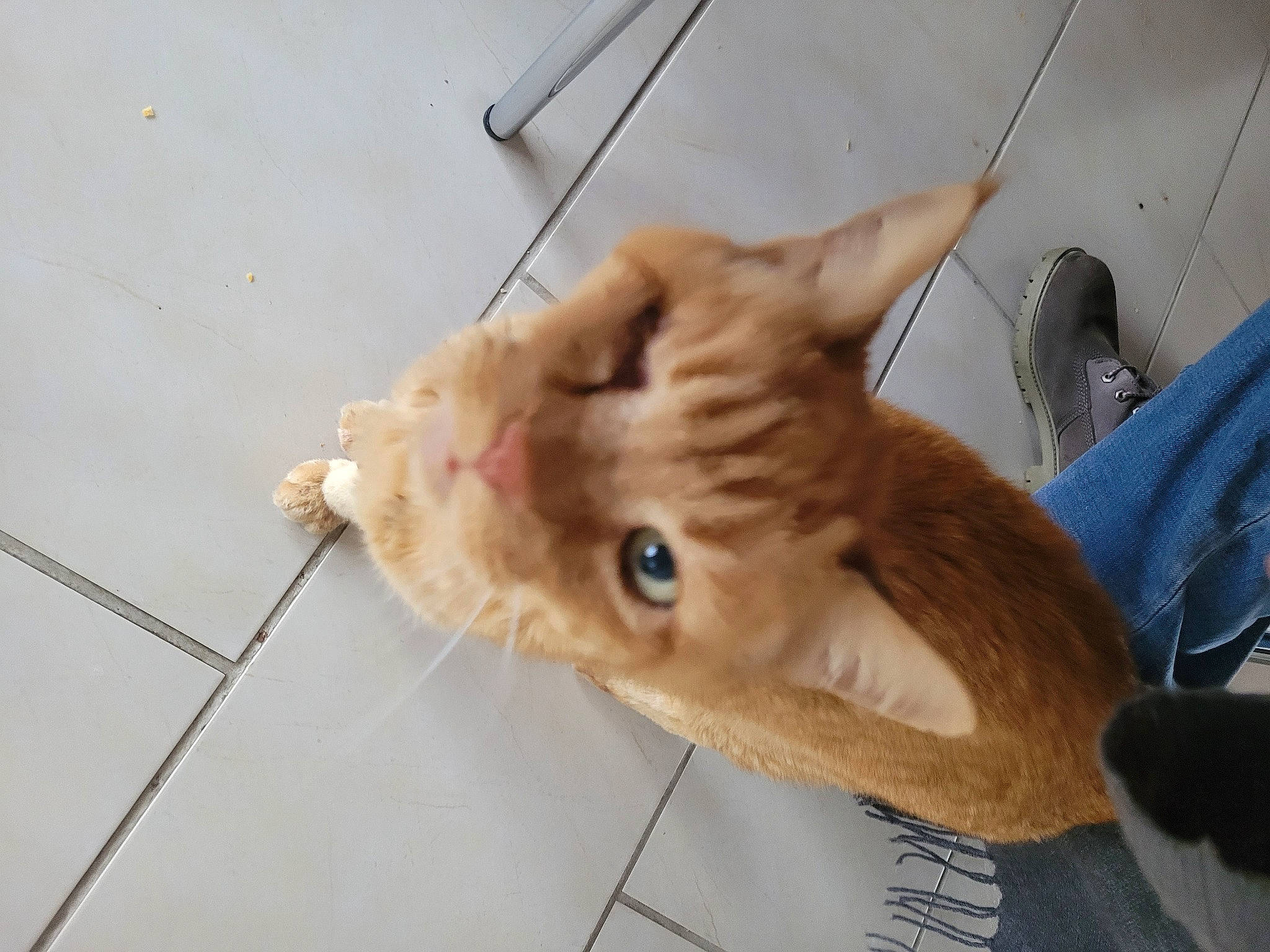 Bidouille a rejoint le concours — aidez-le/la à gagner de superbes lots ! canidae, carnivore, cat, claw, companion_dog, devon_rex, dog_breed, domestic_short_haired_cat, fawn, felidae, flooring, fur, gesture, paw, puppy, small_to_medium_sized_cats, sporting_group, tail, whiskers, wood