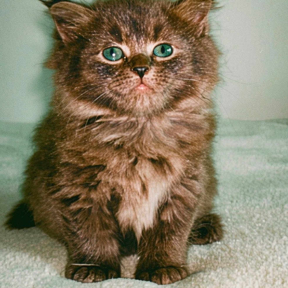 Hades a rejoint le concours — aidez-le/la à gagner de superbes lots ! kitten, cat, fur, green_eyes, fluffy, pet, animal, cute, indoor, blanket, soft_texture, sitting, portrait, young, whiskers, feline, small, adorable, curious, domestic_cat