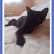 Diablo participe au concours pour gagner de l'argent avec cette photo : cat, black_cat, bed, white_bed, indoor, window, relaxing, stretching, feline, pet, animal, fur, sleepy, cozy, home, resting, polaroid_frame, blue_background, soft_light, shadow