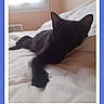 cat, black_cat, bed, white_bed, indoor, window, relaxing, stretching, feline, pet, animal, fur, sleepy, cozy, home, resting, polaroid_frame, blue_background, soft_light, shadow