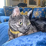 Cayenne a rejoint le concours — aidez-le/la à gagner de superbes lots ! cat, gray_tabby, crown, necklace, blue_velvet, sofa, furniture, indoor, portrait, pet, animal, relaxed, decor, luxury, yellow_eyes, closeup, domestic_cat, home, elegant, resting
