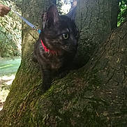 Cayenne a rejoint le concours — aidez-le/la à gagner de superbes lots ! adventure, animal, black_cat, cat, closeup, collar, curious, daylight, exploration, forest, fur, green, leash, moss, nature, outdoor, pet, tree, trunk, wildlife