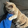 cat, beige_cat, pet, animal, feline, couch, indoor, hand, arm, blue_sleeve, fur, whiskers, tail, claws, texture, cozy, domestic, close_up, holding, resting