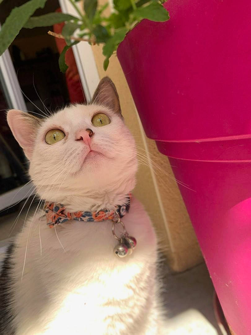 Soquette participe au concours pour gagner de l'argent avec cette photo : carnivore, cat, domestic_short_haired_cat, fawn, felidae, flowerpot, fur, pattern, peach, plant, small_to_medium_sized_cats, snout, tail, terrestrial_animal, whiskers