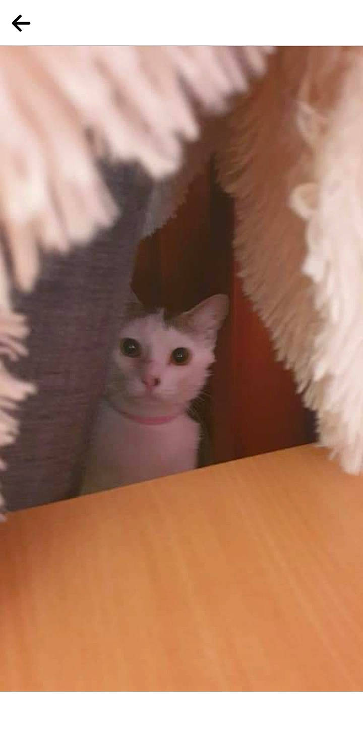 Soquette a rejoint le concours — aidez-le/la à gagner de superbes lots ! box, cardboard, carnivore, cat, domestic_short_haired_cat, fawn, felidae, flooring, fur, grey, hardwood, packaging_and_labeling, paw, plywood, room, small_to_medium_sized_cats, snout, tail, whiskers, wood