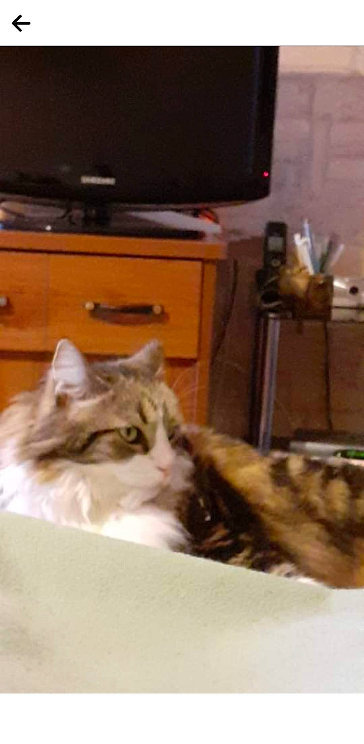 Soquette a rejoint le concours — aidez-le/la à gagner de superbes lots ! box, cabinetry, carnivore, cat, chest_of_drawers, comfort, domestic_short_haired_cat, drawer, fawn, felidae, fur, hardwood, home_appliance, paw, room, small_to_medium_sized_cats, tail, television, whiskers, wood