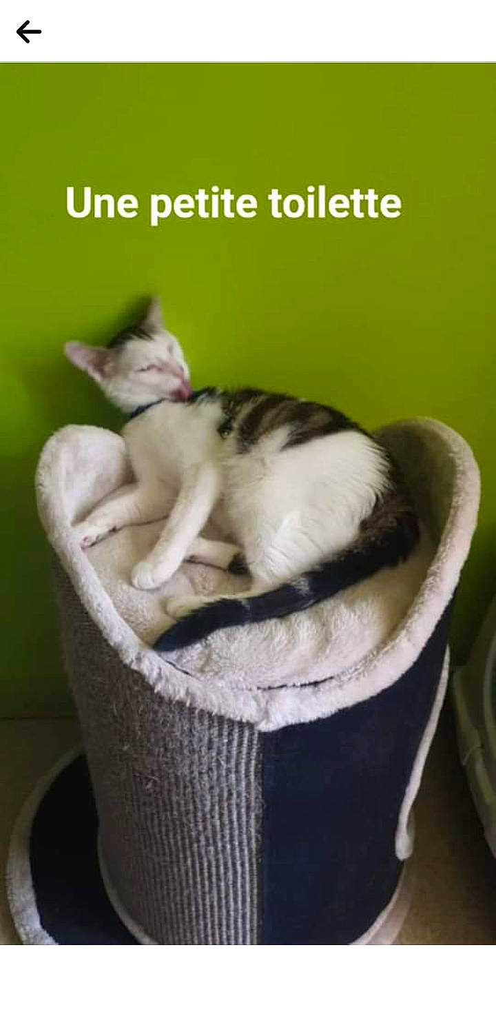 Soquette a rejoint le concours — aidez-le/la à gagner de superbes lots ! art, carnivore, cat, cat_furniture, cat_supply, domestic_short_haired_cat, felidae, fur, grass, paw, pet_supply, photo_caption, small_to_medium_sized_cats, snout, tail, terrestrial_animal, whiskers, wildlife