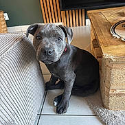 Bao a rejoint le concours — aidez-le/la à gagner de superbes lots ! puppy, dog, indoor, floor, couch, wooden_table, tile_floor, pet, animal, young_dog, furniture, cozy, curious, gray_coat, looking, ears, sitting, cute, domestic_animal, home