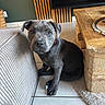 puppy, dog, indoor, floor, couch, wooden_table, tile_floor, pet, animal, young_dog, furniture, cozy, curious, gray_coat, looking, ears, sitting, cute, domestic_animal, home