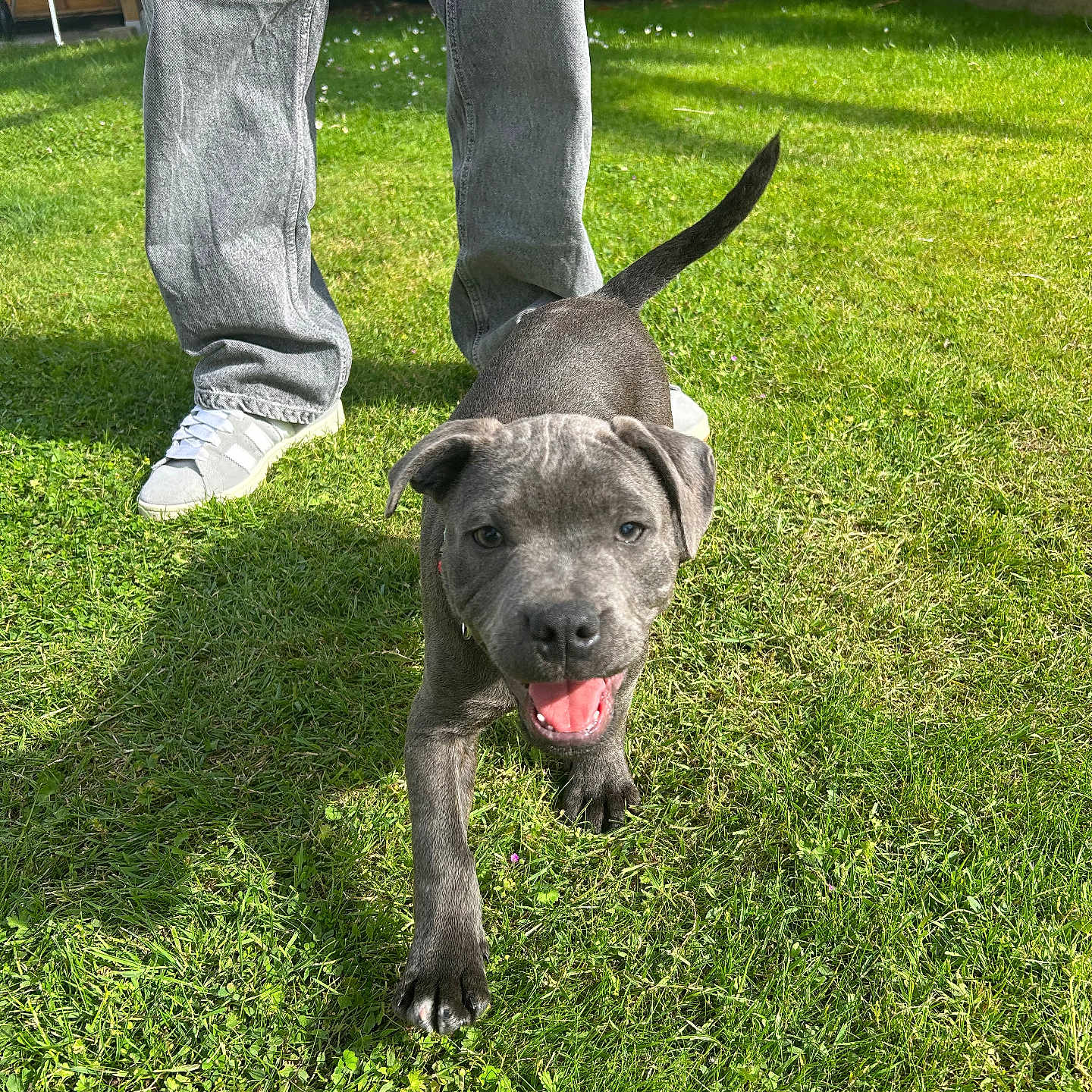 Bao participe au concours pour gagner de l'argent avec cette photo : puppy, dog, grass, person, jeans, sneakers, outdoor, sunlight, happy, smiling, pet, animal, greenery, playful, young_dog, canine, nature, garden, walking, summer