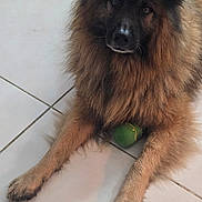 Charly participe au concours pour gagner de l'argent avec cette photo : animal, ball, black, brown, companion, cute, dog, domestic, ears, floor, fluffy, fur, indoor, laying, looking_up, muzzle, paw, pet, tile, toy