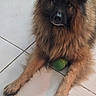 animal, ball, black, brown, companion, cute, dog, domestic, ears, floor, fluffy, fur, indoor, laying, looking_up, muzzle, paw, pet, tile, toy