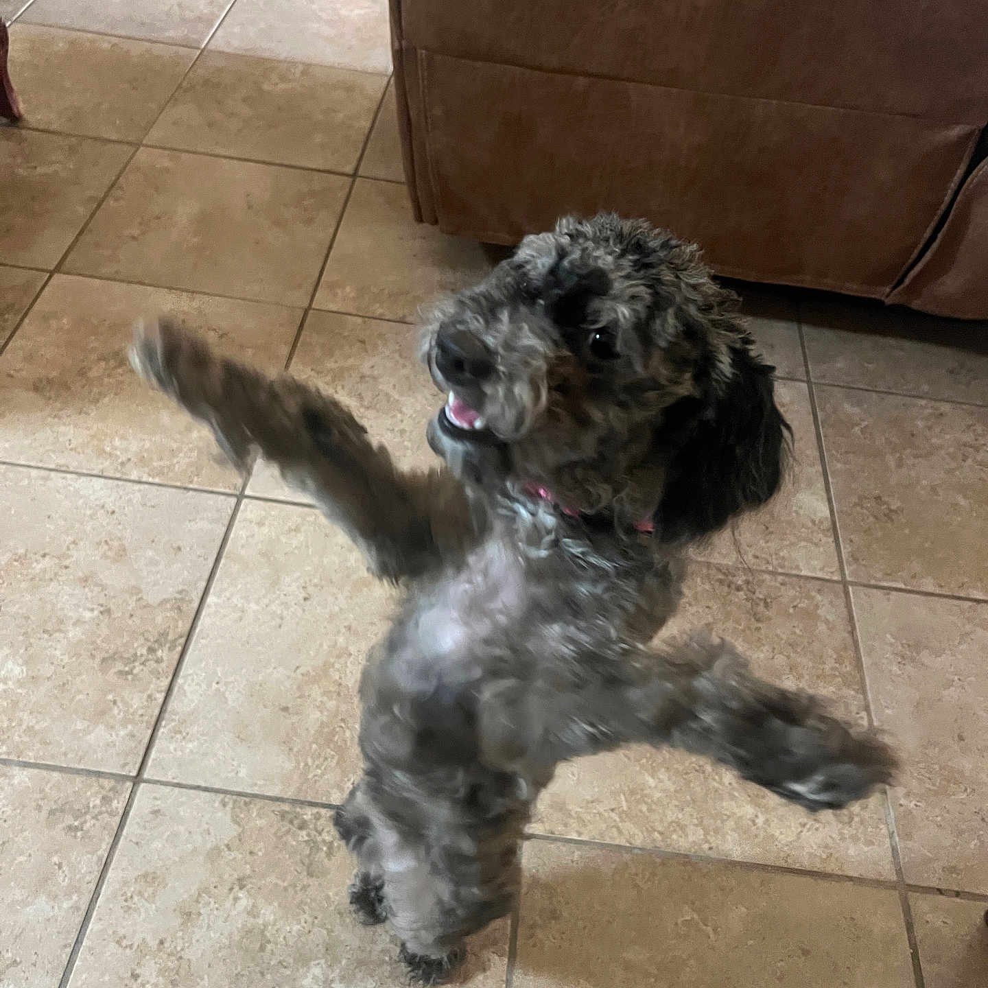 Sandy joined the competition — help win amazing prizes! animal, brown_sofa, canine, curly_fur, cute, dog, domestic_animal, excited, fur, happy, indoor, jumping, living_room, motion_blur, mouth_open, pet, playful, raised_paws, small_dog, tile_floor
