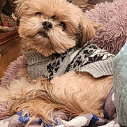 Romeo is registered to the contest to win money with this photo: dog, fluffy, sweater, blanket, cozy, pet, indoors, cute, fur, curious, home_decor, cushion, relaxed, purple, knitwear, animal, companion, cute_pet, portrait, resting