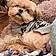 Romeo