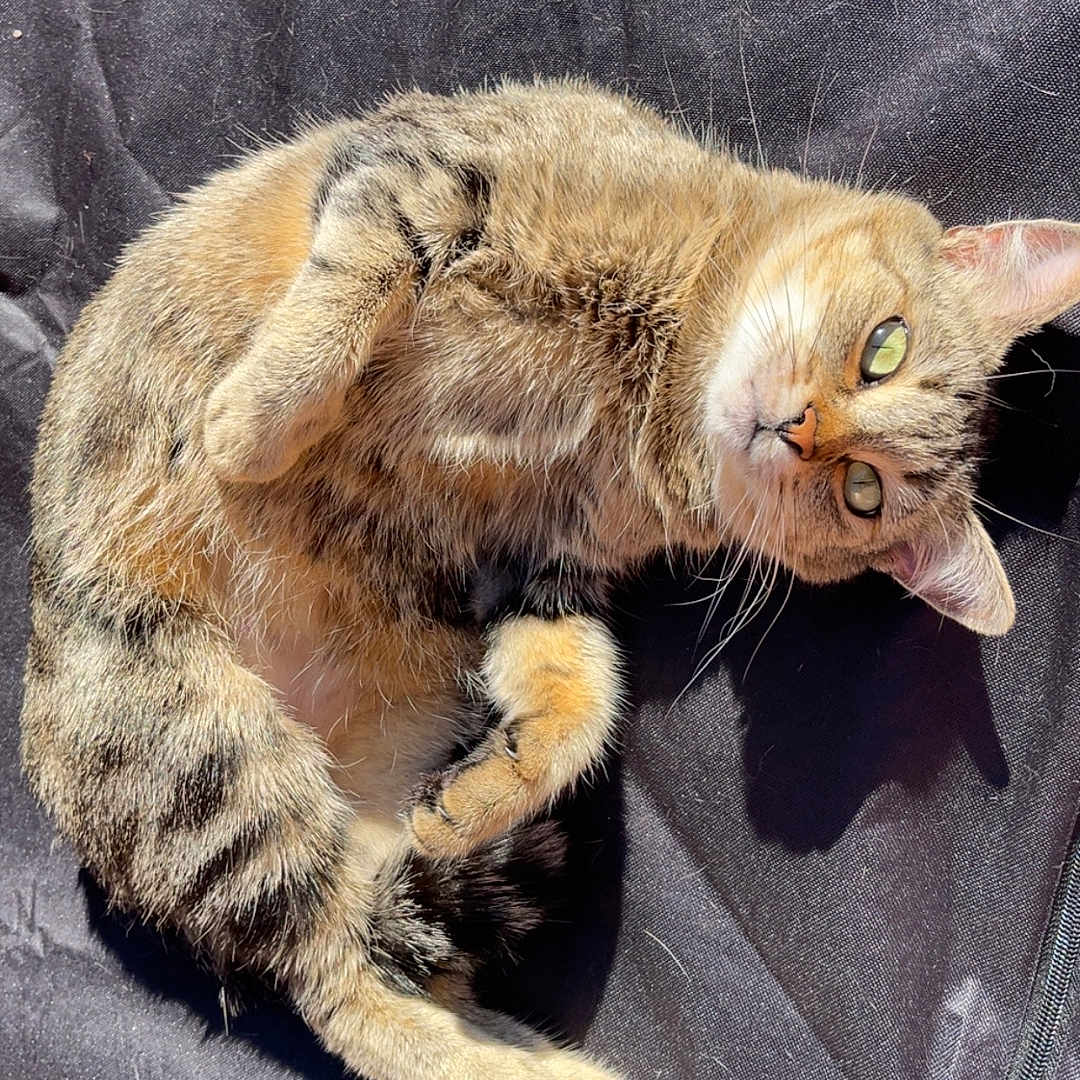Nala