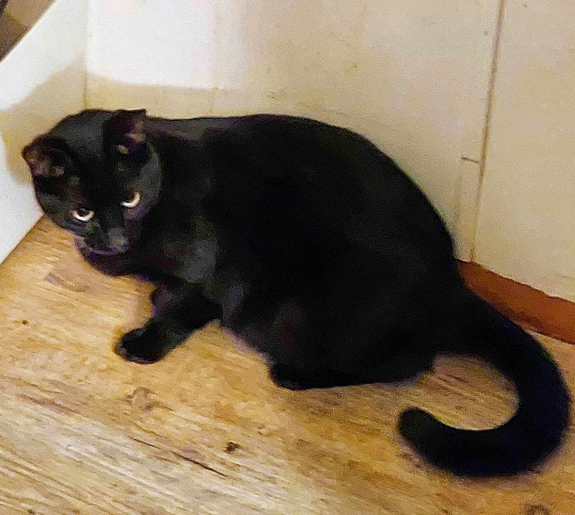 Shadow joined the competition — help win amazing prizes! black_cat, bombay, carnivore, cat, claw, domestic_short_haired_cat, felidae, flooring, fur, hardwood, paw, plant, small_to_medium_sized_cats, snout, tail, terrestrial_animal, whiskers, wood, wood_flooring, wood_stain