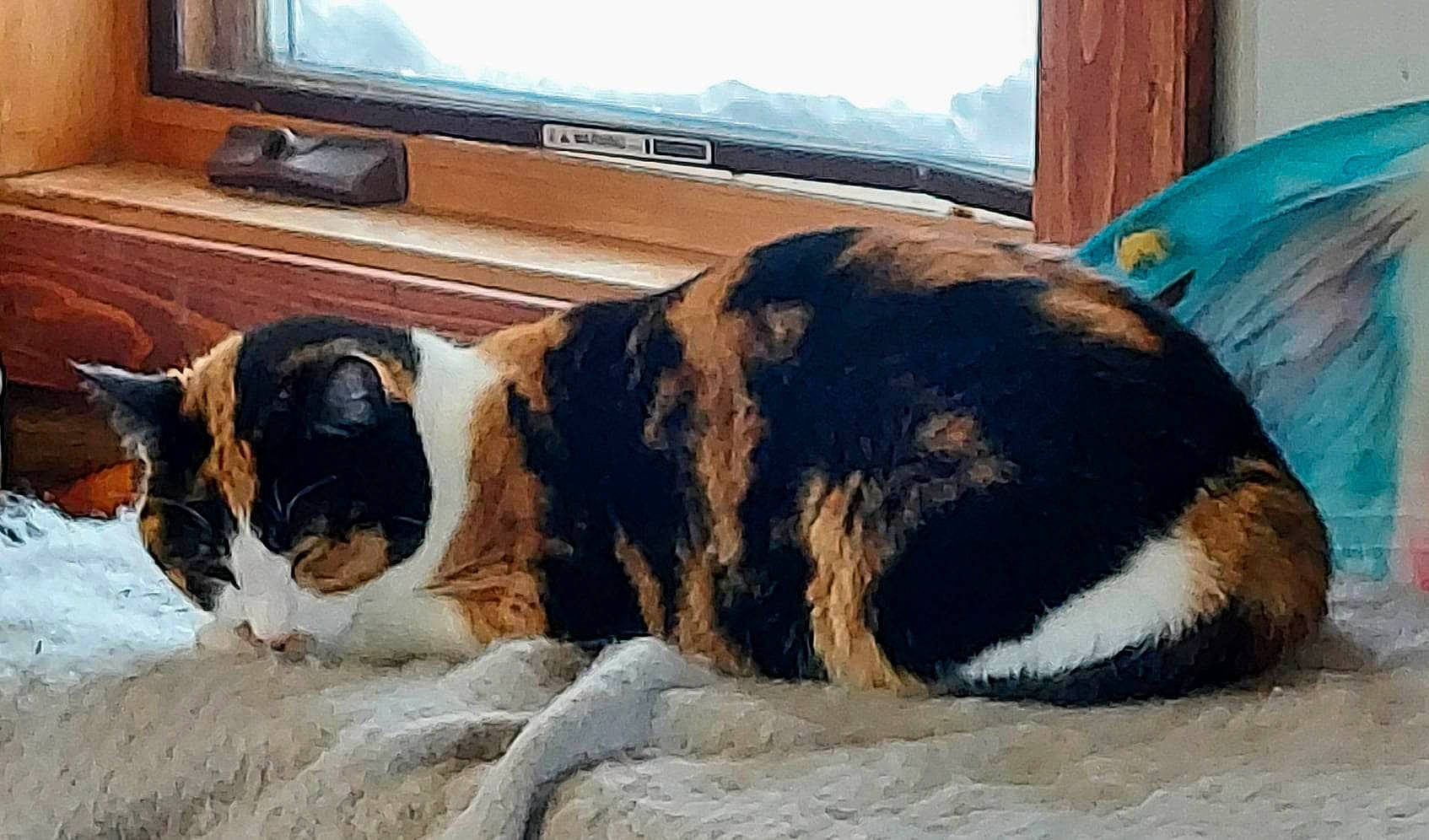 Yazmiya joined the competition — help win amazing prizes! carnivore, comfort, companion_dog, couch, dog, dog_breed, entertainment_center, fawn, fur, hardwood, landscape, sporting_group, television, television_set, tree, vehicle_door, whiskers, window, wood, working_animal