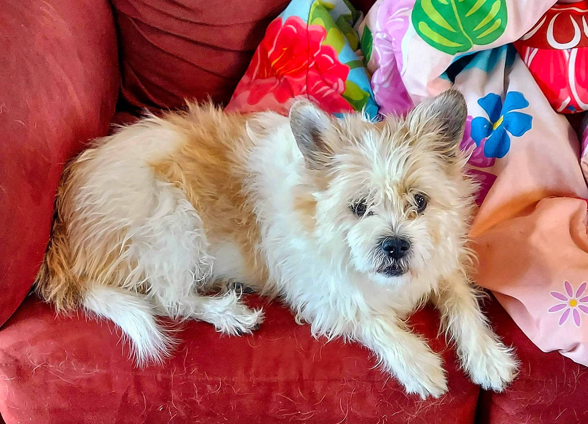 Wyatt joined the competition — help win amazing prizes! carnivore, collar, companion_dog, dog, dog_breed, dog_clothes, dog_collar, dog_supply, event, fawn, fur, happy, small_terrier, snout, sporting_group, terrier, toy, toy_dog, working_animal, yorkshire_terrier