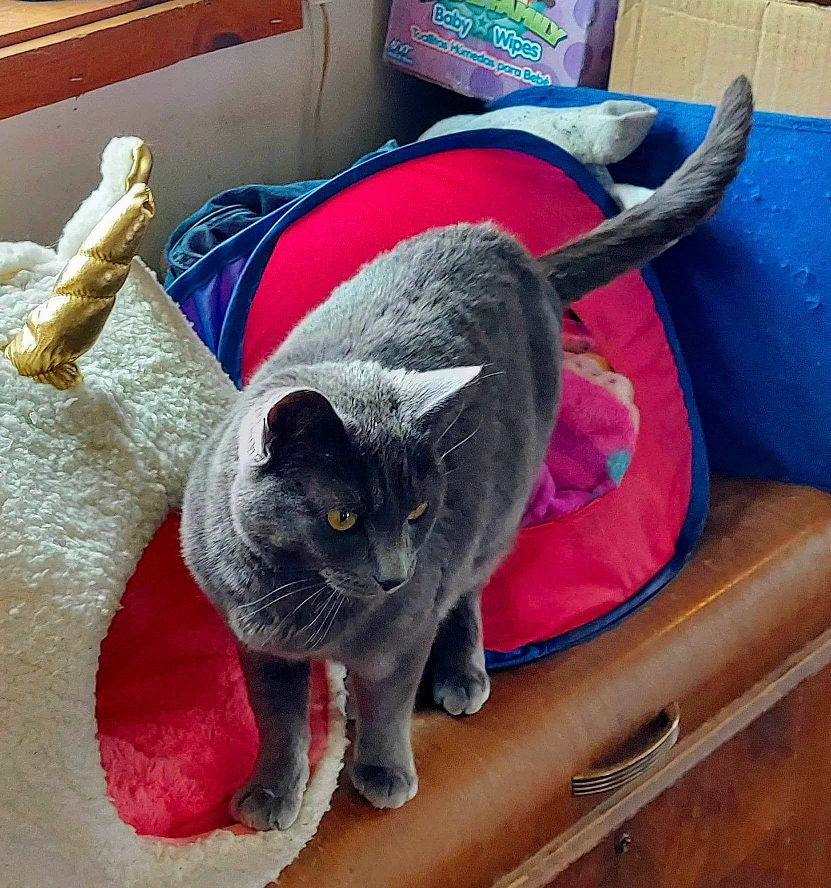 Loki joined the competition — help win amazing prizes! black_cat, carnivore, cat, cat_supply, chair, chartreux, comfort, couch, domestic_short_haired_cat, felidae, flooring, fur, paw, russian_blue, small_to_medium_sized_cats, snout, table, tail, whiskers, wood