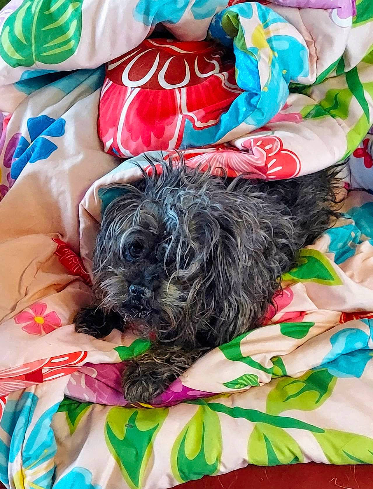 Daisey is registered to the contest to win money with this photo: canidae, carnivore, comfort, companion_dog, dog, dog_breed, dog_clothes, dog_supply, fawn, fur, liver, mammal, pattern, pet_supply, sleeve, small_terrier, sporting_group, toy_dog, water_dog, working_animal